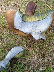 Suillellus luridus
