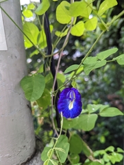 Clitoria ternatea