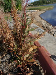 Pucciniastrum epilobii