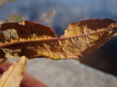 Pucciniastrum epilobii