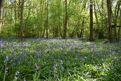 Hyacinthoides non-scripta