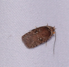 Agonopterix clemensella