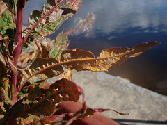 Pucciniastrum epilobii