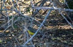 Eopsaltria australis