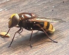 Volucella zonaria