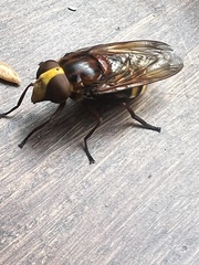 Volucella zonaria