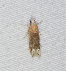 Eucosma raracana