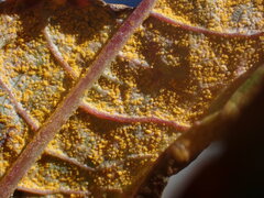 Pucciniastrum epilobii