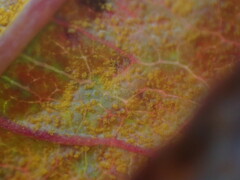 Pucciniastrum epilobii