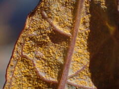 Pucciniastrum epilobii