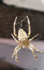 Araneus diadematus