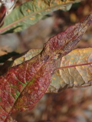 Pucciniastrum epilobii