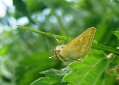 Sitochroa verticalis