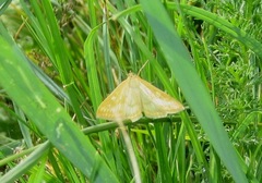 Sitochroa verticalis