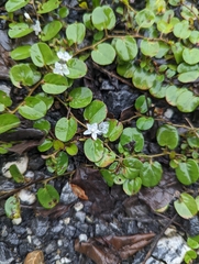 Evolvulus nummularius