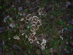 Phellodon tomentosus