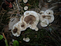 Phellodon tomentosus