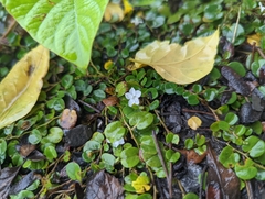 Evolvulus nummularius