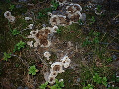 Phellodon tomentosus