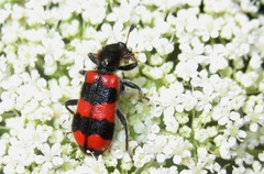 Trichodes apiarius