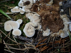 Phellodon tomentosus