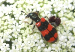 Trichodes apiarius
