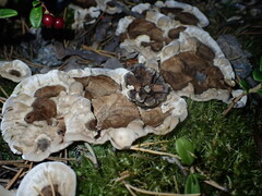 Phellodon tomentosus