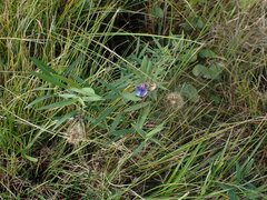 Lathyrus palustris
