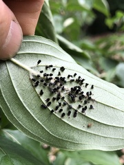 Macremphytus tarsatus