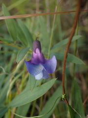Lathyrus palustris