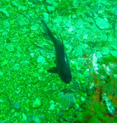 Pempheris multiradiata