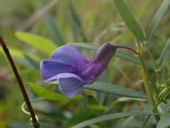 Lathyrus palustris