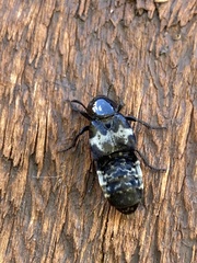Creophilus maxillosus