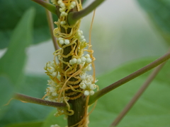 Cuscuta