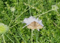 Euclidia glyphica