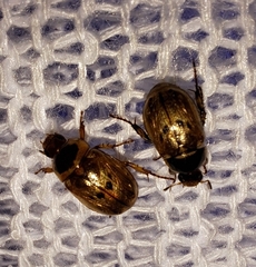 Scarabaeidae