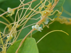Cuscuta