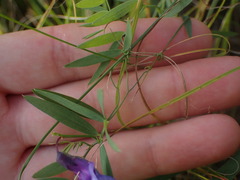 Lathyrus palustris