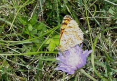Melitaea phoebe