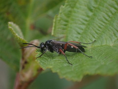 Episyron rufipes