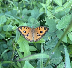 Junonia almana