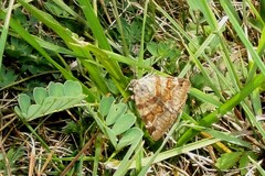 Euclidia glyphica