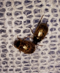Scarabaeidae
