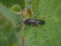 Episyron rufipes