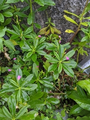Talinum fruticosum