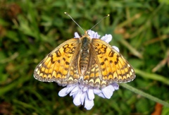 Melitaea phoebe