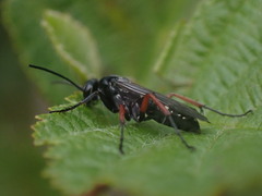 Episyron rufipes