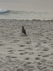 Charadriiformes