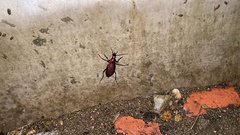 Carabus smaragdinus