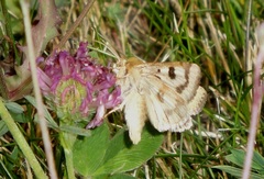 Heliothis viriplaca